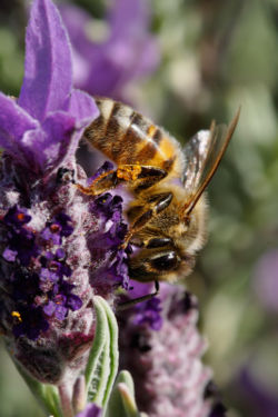 250px-bee_on_topped_lavendar